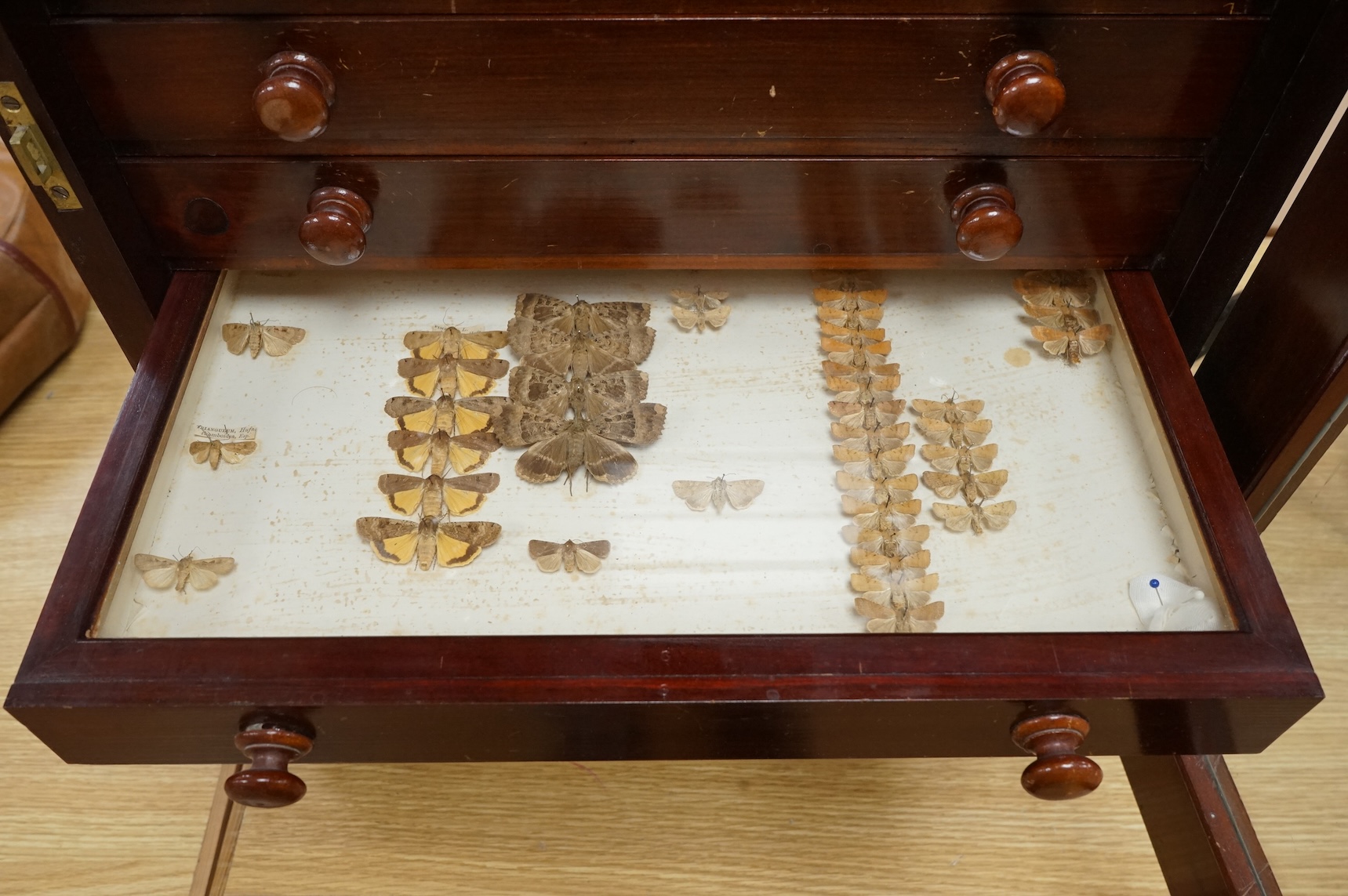 A Victorian ten drawer mahogany collector’s cabinet, containing a large selection of taxidermy moths, the contents checked against the UK register, each drawer with glazed cover, with a lockable glazed main door and orig
